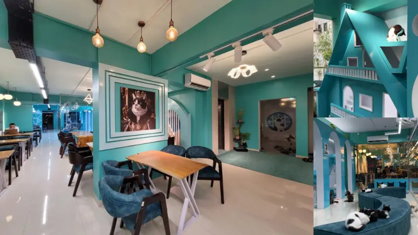 Capawcino Cat Cafe in Dhanmondi: Cafe & Cat Cuddles