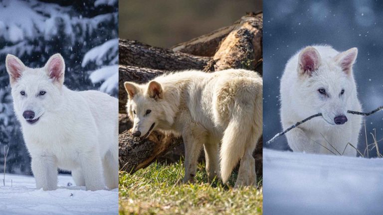 The Resurrection of the Dire Wolf Marks a New Era in Science