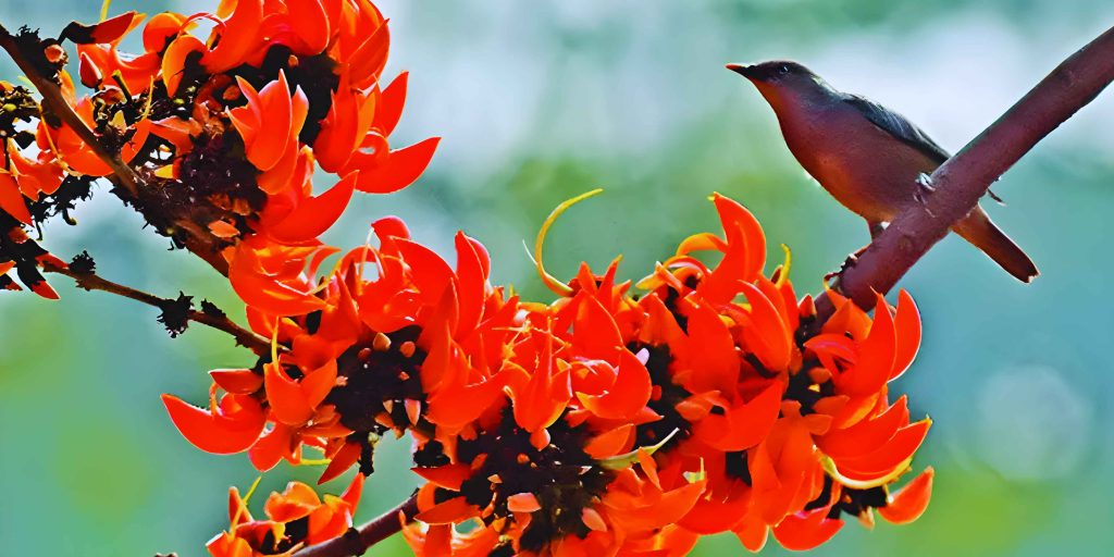 A vibrant close-up of bright orange Pahela Falgun flowers (Butea monosperma, known as Flame of the Forest) blooming on a branch, with a small brown and grey bird perched gracefully on a nearby stem against a soft, blurred green background.